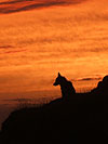 Dog and sunset